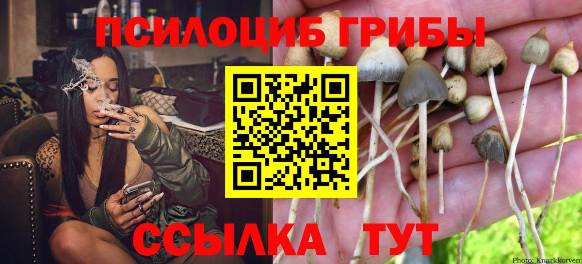 Псилоцибиновые грибы Psilocybe Ярцево